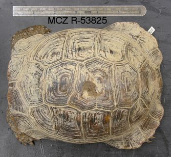 Media type: image; Herpetology R-53825